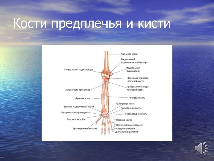 Кости предплечья и кисти