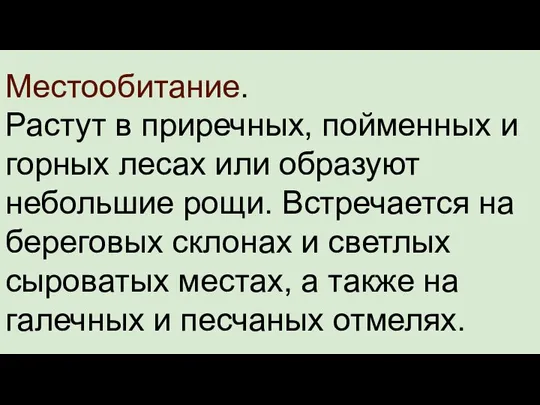 Местообитание. Растут в приречных, пойменных и горных лесах или образуют небольшие рощи.