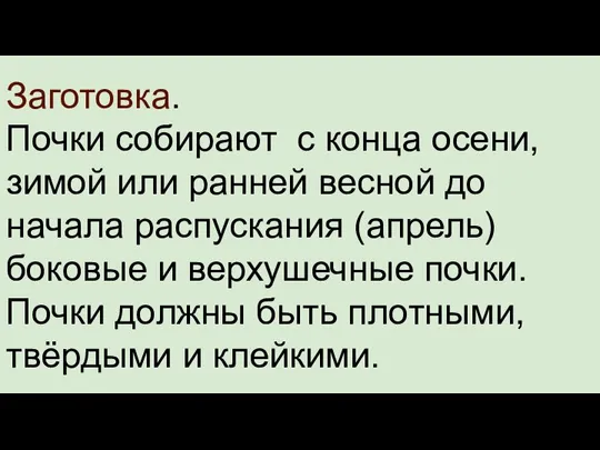 Заготовка. Почки собирают с конца осени, зимой или ранней весной до начала