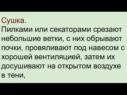 Сушка. Пилками или секаторами срезают небольшие ветки, с них обрывают почки, провяливают