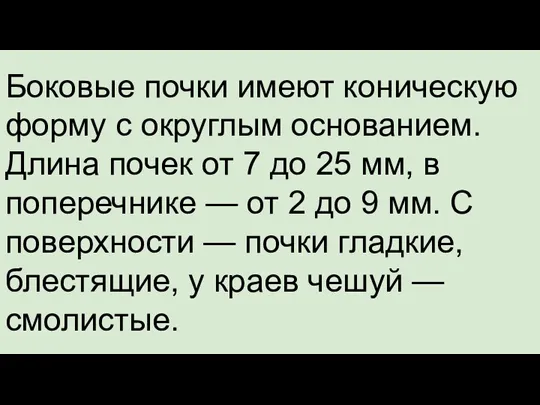 Боковые почки имеют коническую форму с округлым основанием. Длина почек от 7