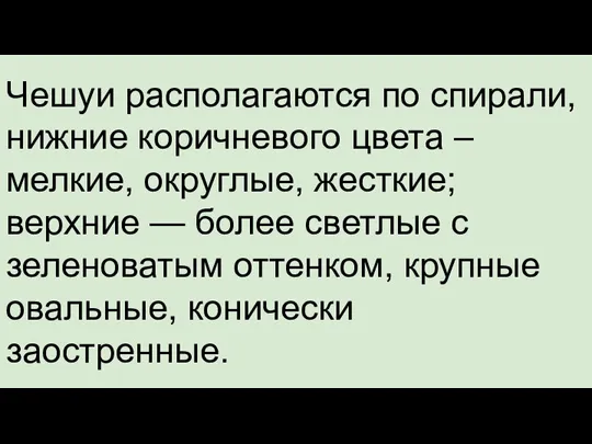 Чешуи располагаются по спирали, нижние коричневого цвета – мелкие, округлые, жесткие; верхние