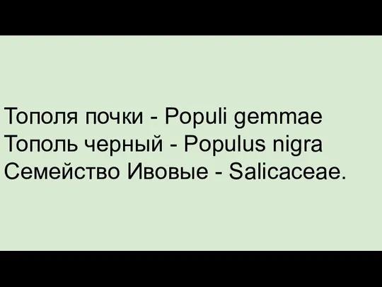 Тополя почки - Populi gemmae Тополь черный - Populus nigra Семейство Ивовые - Salicaceae.