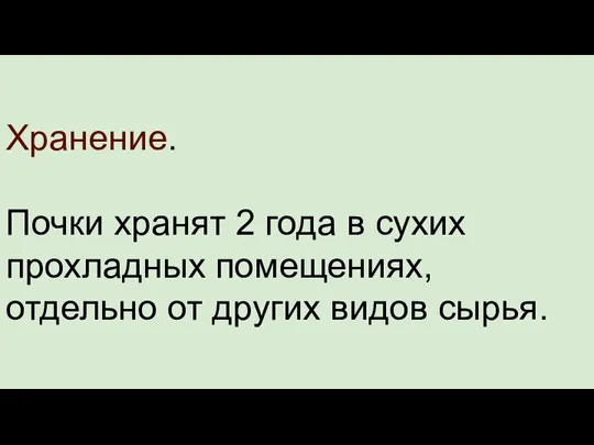 Хранение. Почки хранят 2 года в сухих прохладных помещениях, отдельно от других видов сырья.