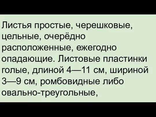 Листья простые, черешковые, цельные, очерёдно расположенные, ежегодно опадающие. Листовые пластинки голые, длиной