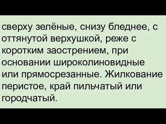 сверху зелёные, снизу бледнее, с оттянутой верхушкой, реже с коротким заострением, при