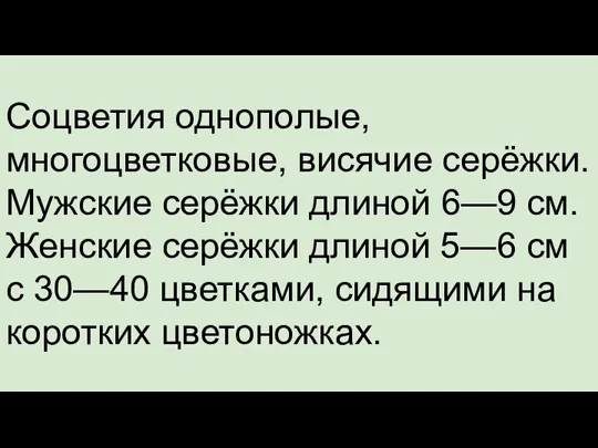 Соцветия однополые, многоцветковые, висячие серёжки.Мужские серёжки длиной 6—9 см. Женские серёжки длиной