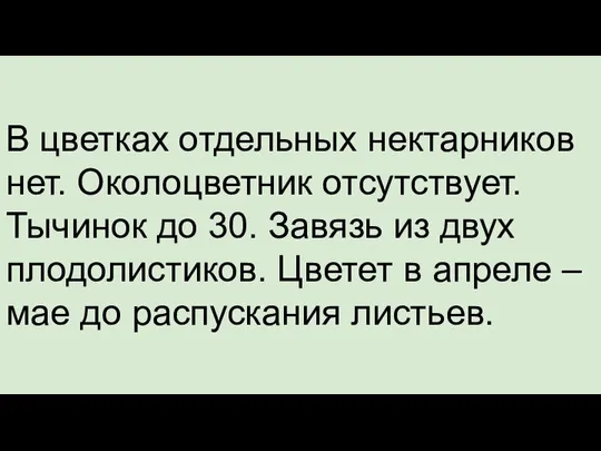 В цветках отдельных нектарников нет. Околоцветник отсутствует. Тычинок до 30. Завязь из