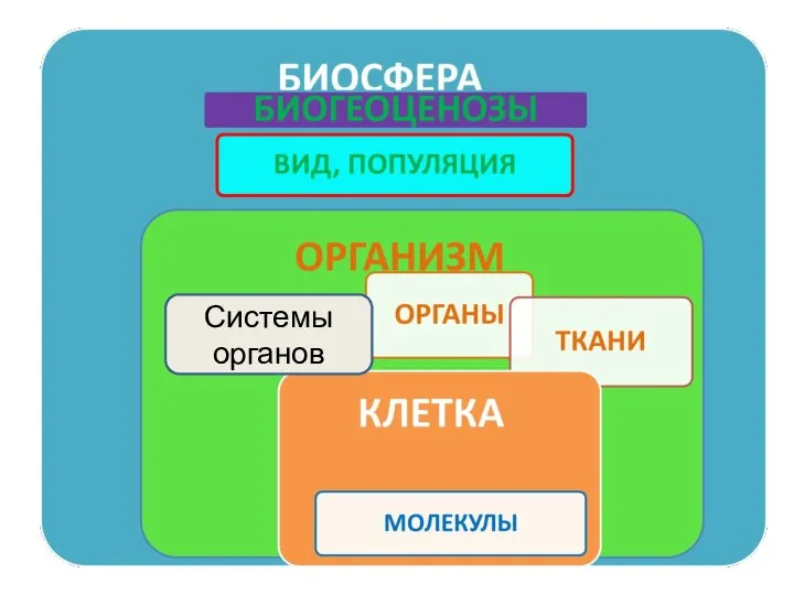 Системы органов