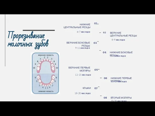 ВЕРХНИЕ ЦЕНТРАЛЬНЫЕ РЕЗЦЫ НИЖНИЕ ЦЕНТРАЛЬНЫЕ РЕЗЦЫ Прорезывание молочных зубов 02 01 8-9 месяцев 6-7 месяцев