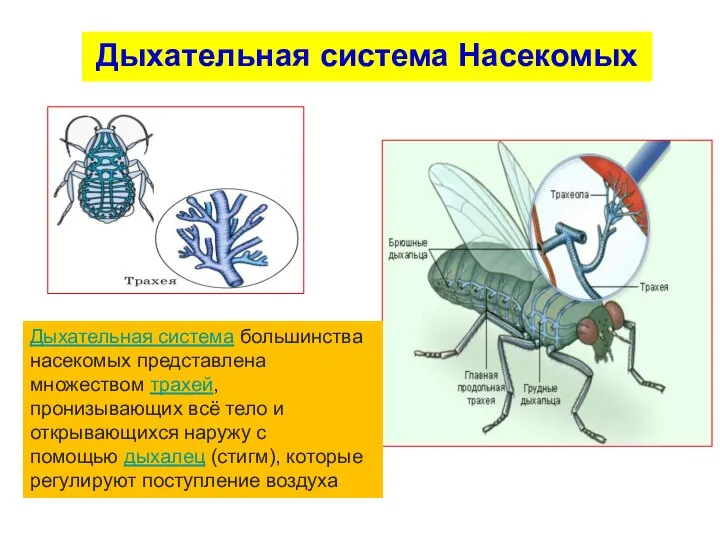 Дыхательная система Насекомых Дыхательная система большинства насекомых представлена множеством трахей, пронизывающих всё