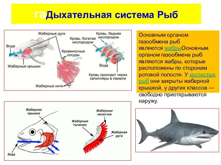гаДыхательная система Рыб ия рыб - жабры Основным органом газообмена рыб являются