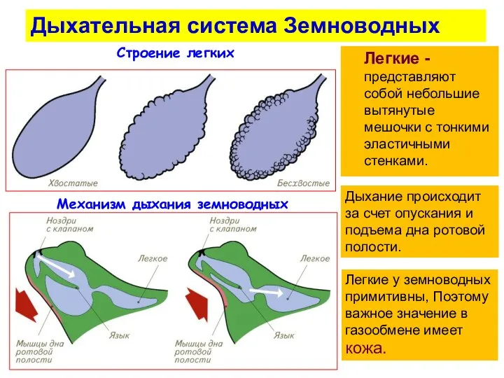 Строение легких Механизм дыхания земноводных Легкие -представляют собой небольшие вытянутые мешочки с