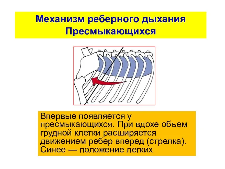 Механизм реберного дыхания Пресмыкающихся Впервые появляется у пресмыкающихся. При вдохе объем грудной