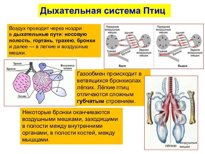 Воздух проходит через ноздри в дыхательные пути: носовую полость, гортань, трахею, бронхи