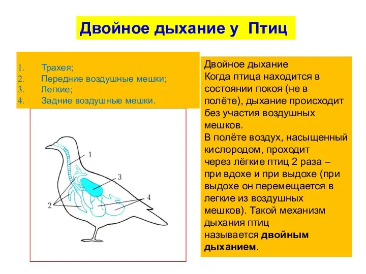 Двойное дыхание Когда птица находится в состоянии покоя (не в полёте), дыхание