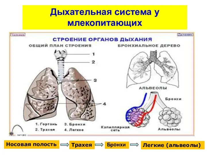 Дыхательная система у млекопитающих Носовая полость Трахея Бронхи Легкие (альвеолы)