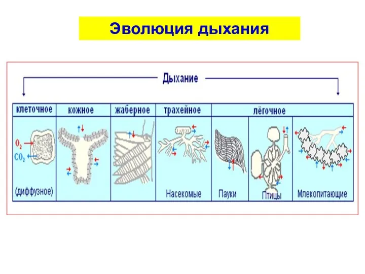 Эволюция дыхания