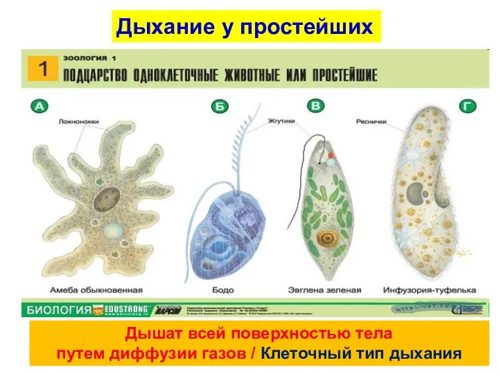 Дышат всей поверхностью тела путем диффузии газов / Клеточный тип дыхания Дыхание у простейших