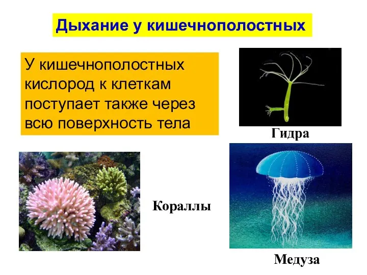 Медуза У кишечнополостных кислород к клеткам поступает также через всю поверхность тела Кораллы Дыхание у кишечнополостных