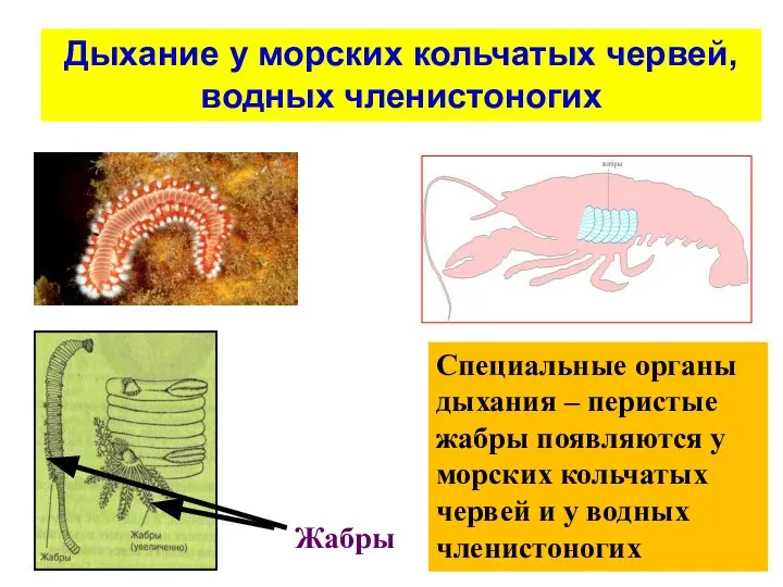 Специальные органы дыхания – перистые жабры появляются у морских кольчатых червей и