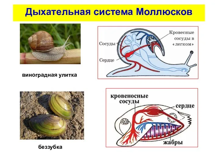 Дыхательная система Моллюсков виноградная улитка беззубка