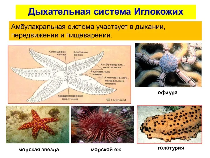 Дыхательная система Иглокожих Амбулакральная система участвует в дыхании, передвижении и пищеварении. офиура