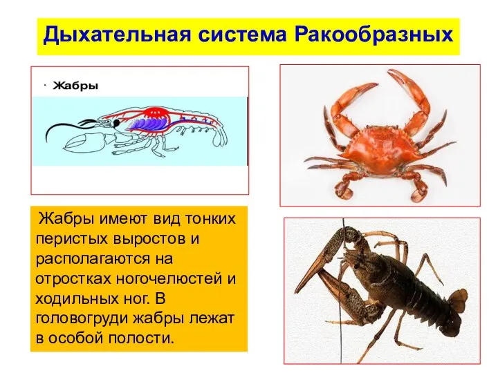 Дыхательная система Ракообразных Жабры имеют вид тонких перистых выростов и располагаются на