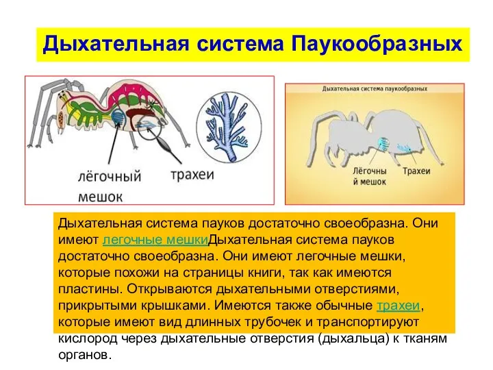 Дыхательная система Паукообразных Дыхательная система пауков достаточно своеобразна. Они имеют легочные мешкиДыхательная