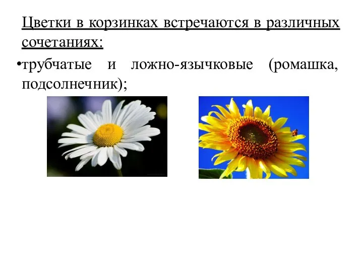 Цветки в корзинках встречаются в различных сочетаниях: трубчатые и ложно-язычковые (ромашка, подсолнечник);