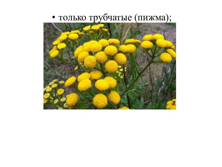 только трубчатые (пижма);