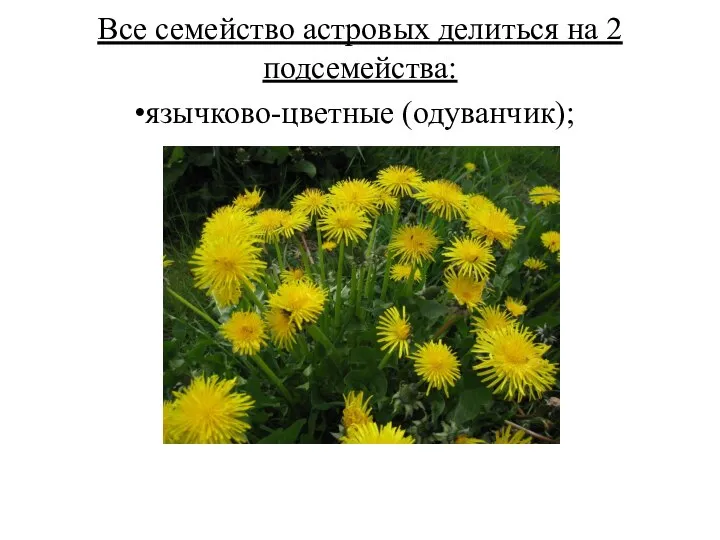 Все семейство астровых делиться на 2 подсемейства: язычково-цветные (одуванчик);