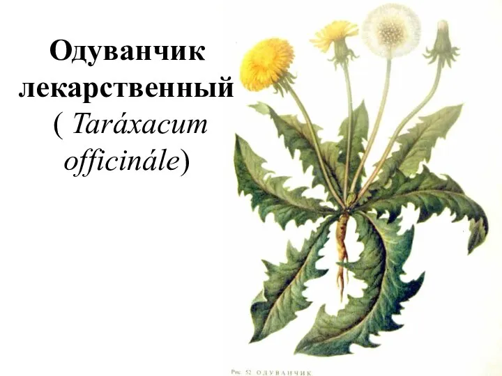 Одуванчик лекарственный ( Taráxacum officinále)
