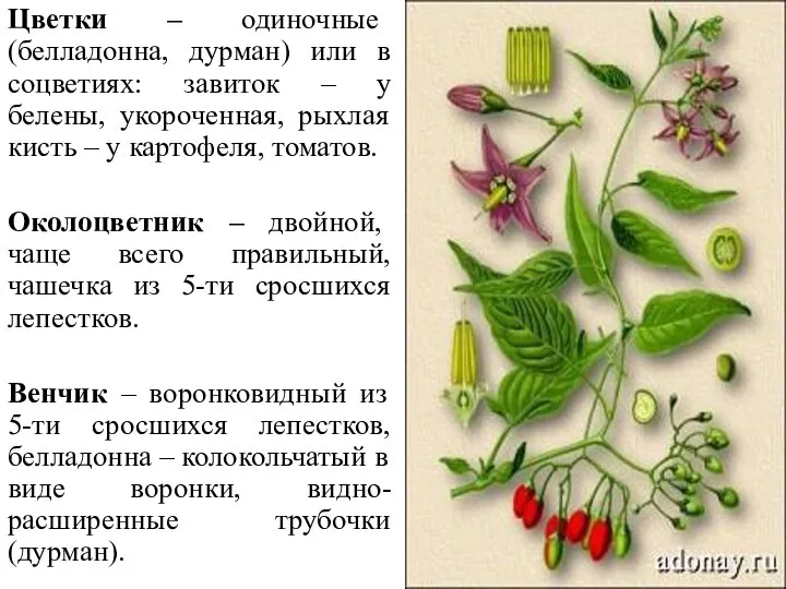 Цветки – одиночные (белладонна, дурман) или в соцветиях: завиток – у белены,