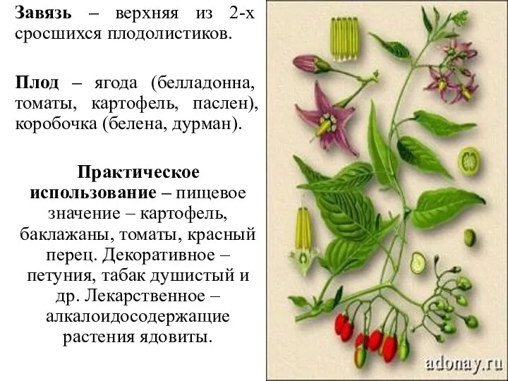 Завязь – верхняя из 2-х сросшихся плодолистиков. Плод – ягода (белладонна, томаты,