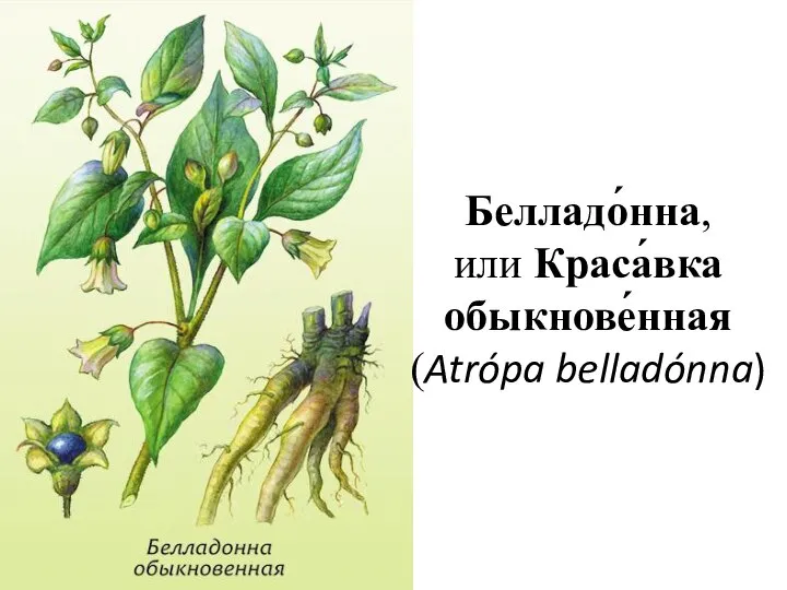 Белладо́нна, или Краса́вка обыкнове́нная (Atrópa belladónna)