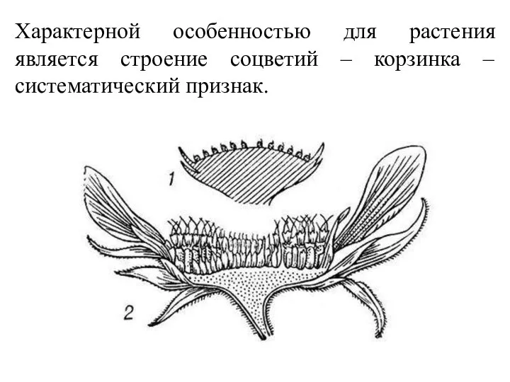 Характерной особенностью для растения является строение соцветий – корзинка – систематический признак.