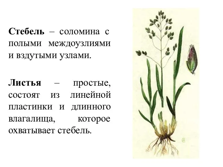 Стебель – соломина с полыми междоузлиями и вздутыми узлами. Листья – простые,