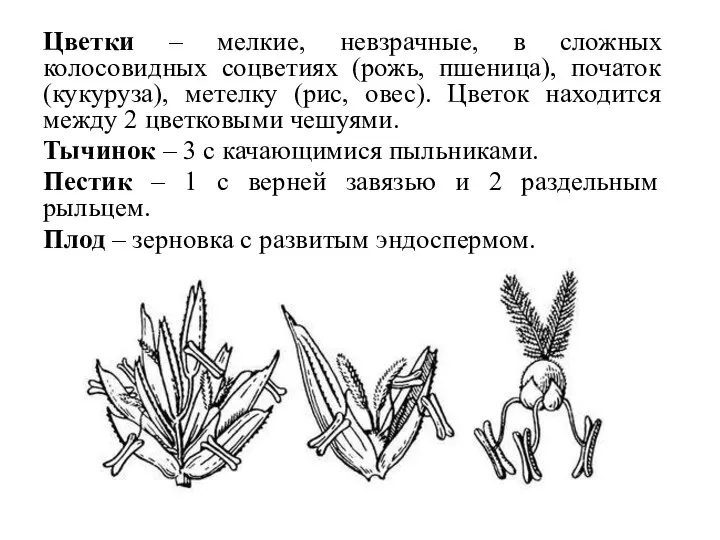 Цветки – мелкие, невзрачные, в сложных колосовидных соцветиях (рожь, пшеница), початок (кукуруза),