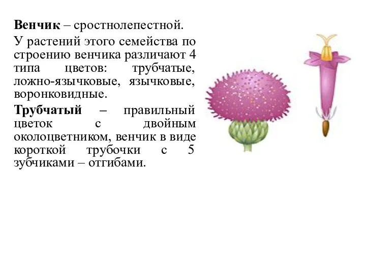 Венчик – сростнолепестной. У растений этого семейства по строению венчика различают 4