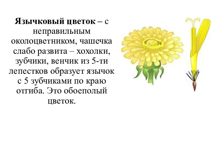 Язычковый цветок – с неправильным околоцветником, чашечка слабо развита – хохолки, зубчики,