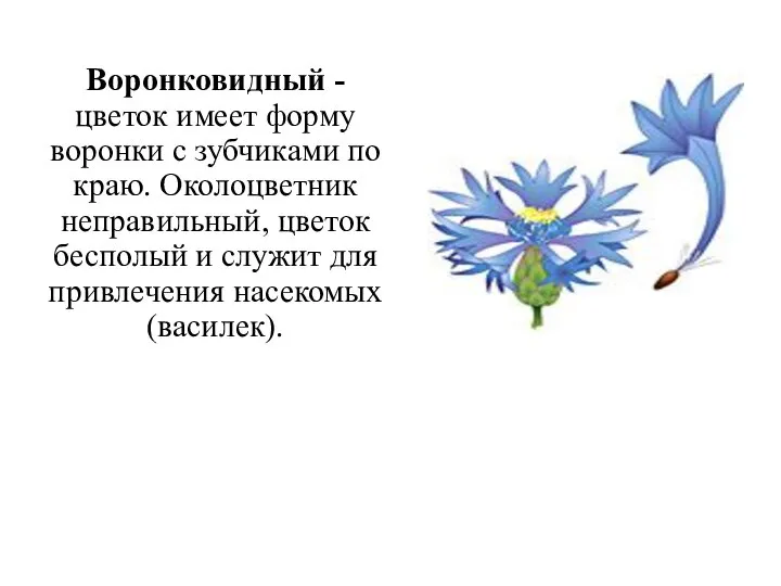 Воронковидный - цветок имеет форму воронки с зубчиками по краю. Околоцветник неправильный,