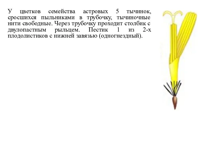 У цветков семейства астровых 5 тычинок, сросшихся пыльниками в трубочку, тычиночные нити