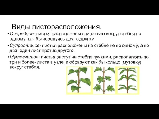 Виды листорасположения. Очередное: листья расположены спирально вокруг стебля по одному, как бы