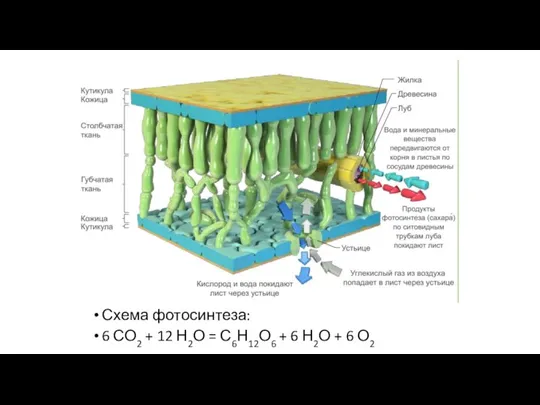 Схема фотосинтеза: 6 СО2 + 12 Н2О = С6Н12О6 + 6 Н2О + 6 О2