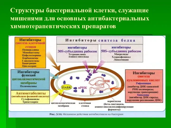 Структуры бактериальной клетки, служащие мишенями для основных антибактериальных химиотерапевтических препаратов