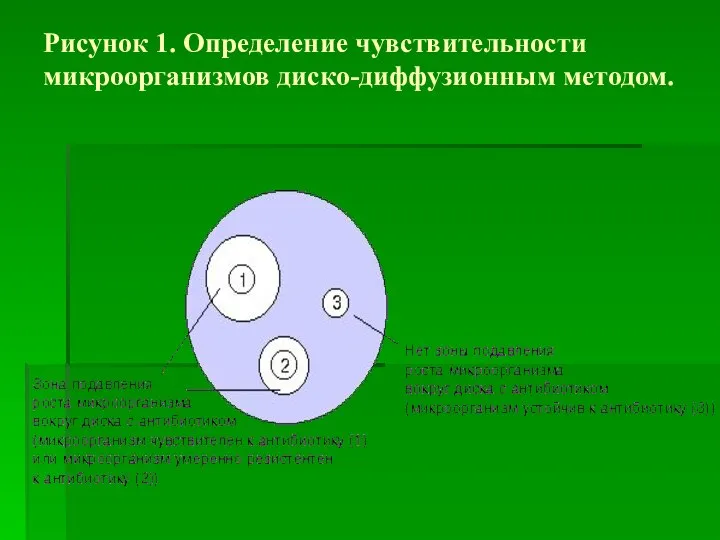 Рисунок 1. Определение чувствительности микроорганизмов диско-диффузионным методом.