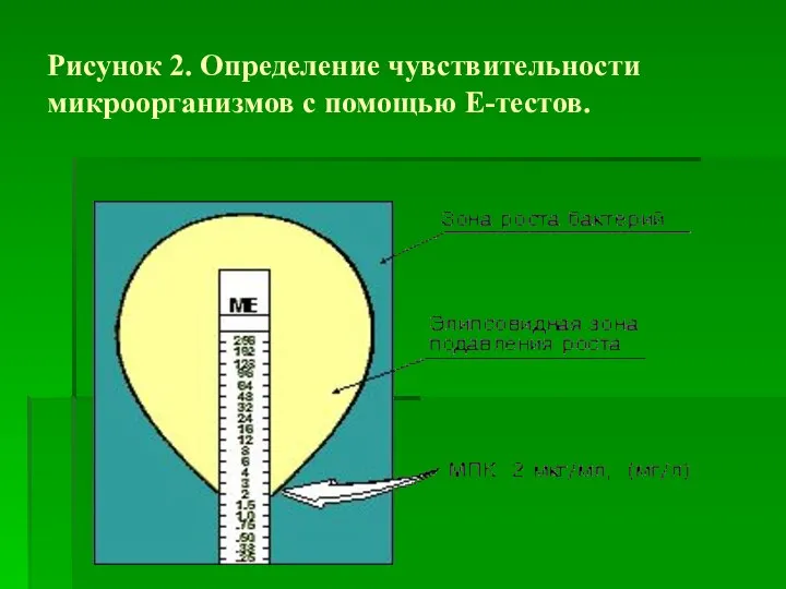 Рисунок 2. Определение чувствительности микроорганизмов с помощью Е-тестов.