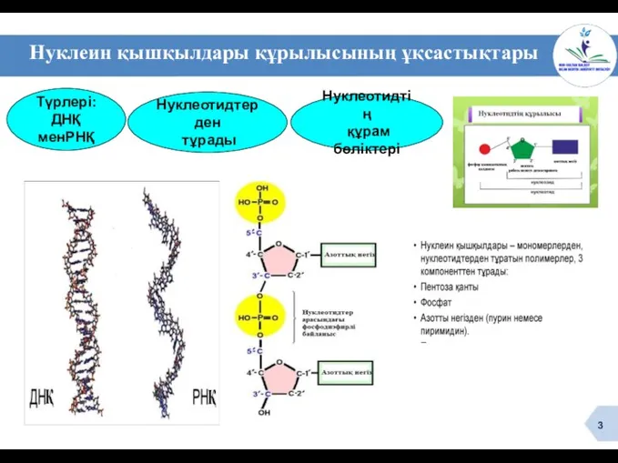 Нуклеин қышқылдары құрылысының ұқсастықтары Түрлері: ДНҚ менРНҚ Нуклеотидтің құрам бөліктері Нуклеотидтерден тұрады