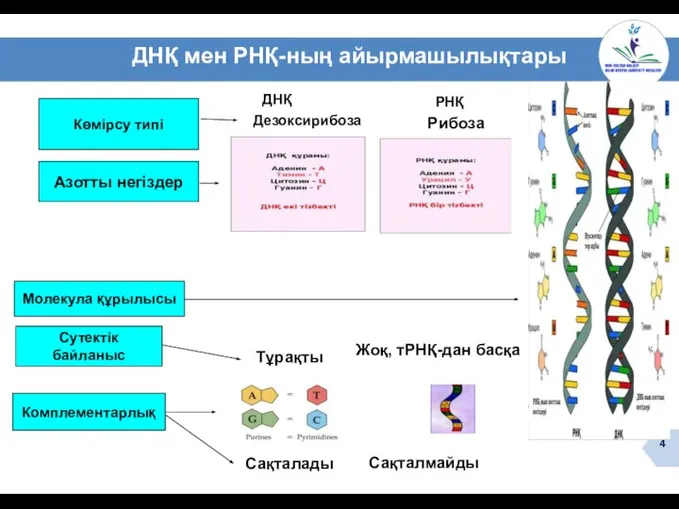 ДНҚ мен РНҚ-ның айырмашылықтары Көмірсу типі Азотты негіздер Молекула құрылысы Сутектік байланыс